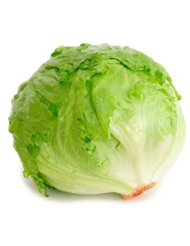 LECHUGA ICEBERG