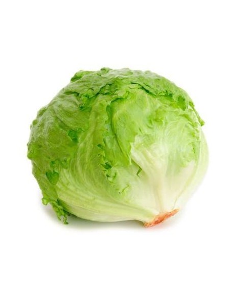 LECHUGA ICEBERG