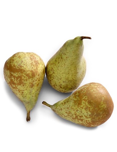 PERA  CONFERENCIA EXTRA